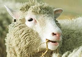 Dolly the sheep was the first cloned animal