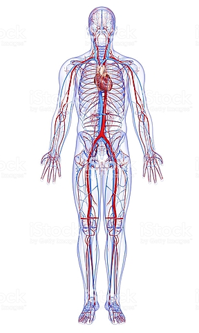 Circulatory system