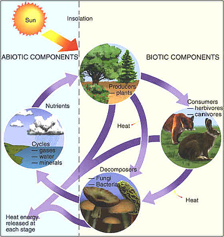 Introduction: Abiotic Factors of an Ecosystem