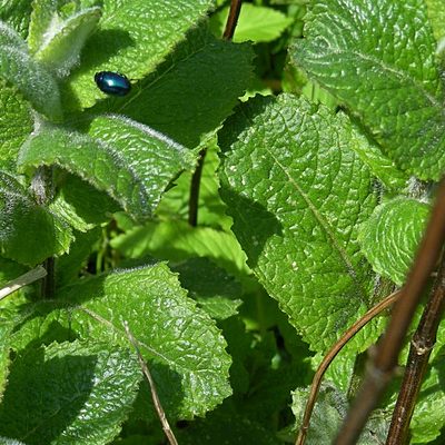 Timeline: Agenda Ambiental