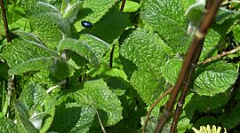 Timeline: Agenda Ambiental