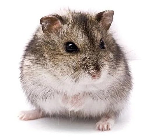 El primer hàmster