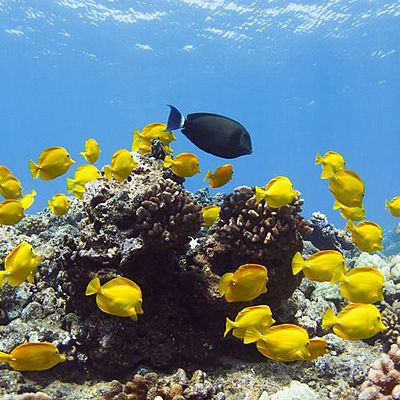 Timeline: Trends In The Ocean