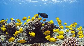 Timeline: Trends In The Ocean