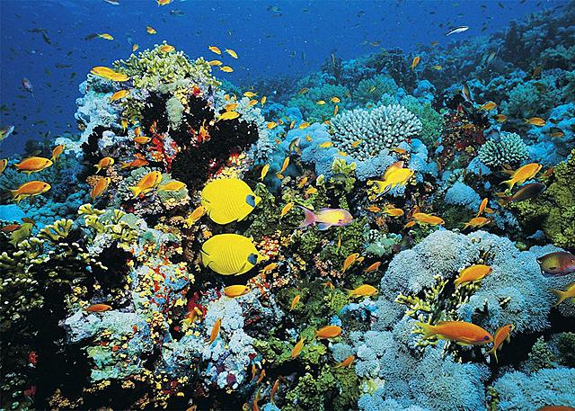 great barrier reef in 1980