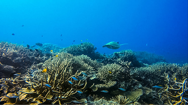great barrier reef in 2010
