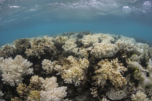 great barrier reef in 2016