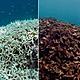Great barrier reef then v now