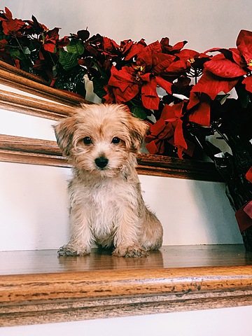 En segundo de enero recibí mi perro