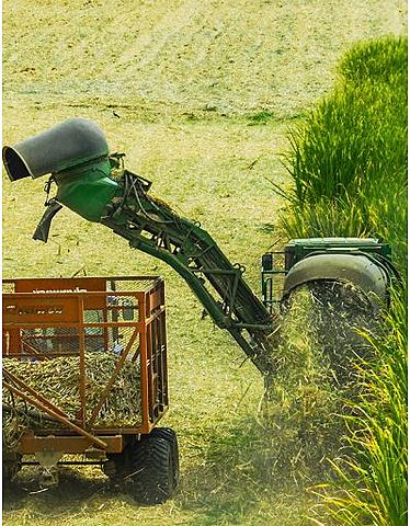 Ingreso a laborar en Caña Brava