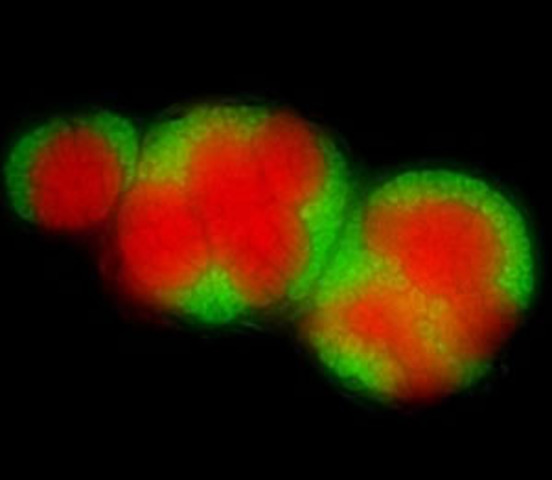 4 BYA Accumulation of Molecules