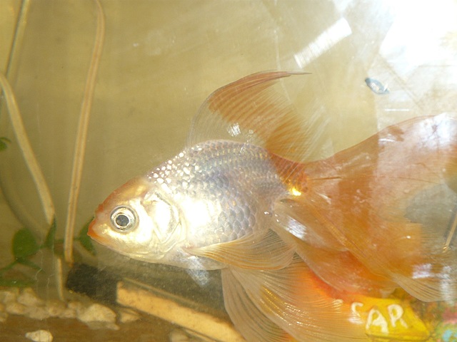 Mi primera mascota llamada Nemita