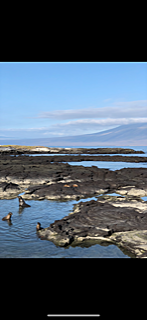 2017- Vi las islas Galápagos