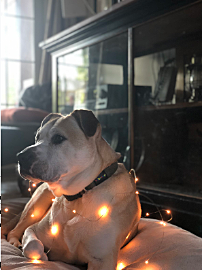 Mi familia compró un perro y se nombre es franklin