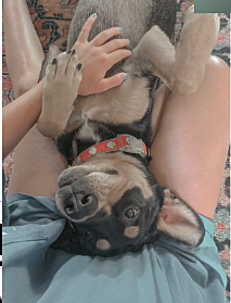 Mi familia compró un perro y se nombre es Willow