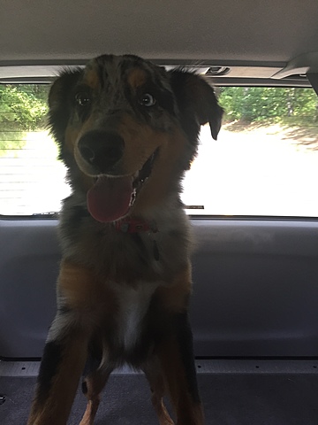 2015- Mis padres y mi hermano y yo trajimos Koda, nuestro viejo perro