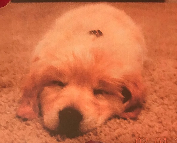 Cuando mi familia obtenieron el perro, Doc.