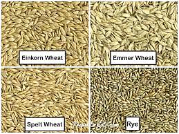 Introduction to grains