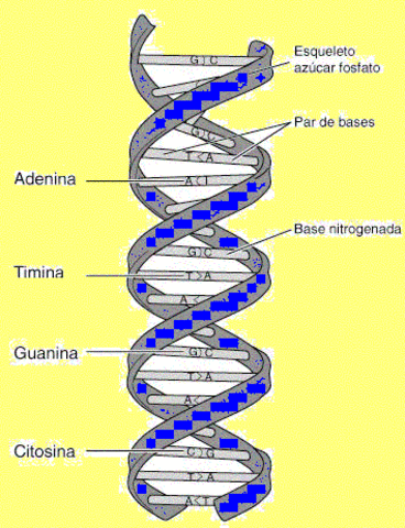 estructura del ADN
