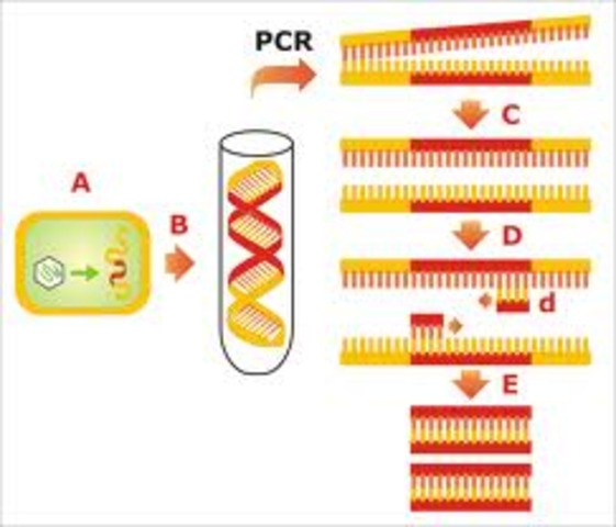 reaccion de la polimerasa