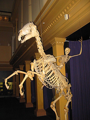 Skeletiga organismid