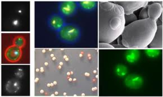 Saccharomyces cerevisiae
