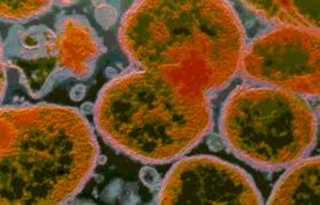 experimentacion  en el ciclo celular bacteriano