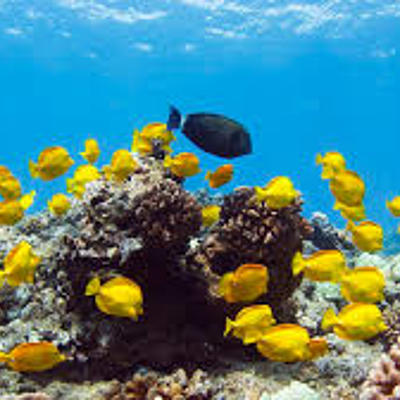 Timeline: Trends in the Ocean