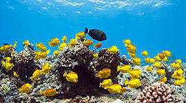 Timeline: Trends in the Ocean