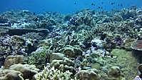 Dissolved Carbon Dioxide decreased pH of the Ocean causing Acidification