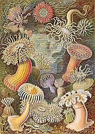 Mere selgrootute teke