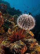 Ocean Acidification damaged corals and other calcifiers weakening their shells, preventing their growth, and causing them to die.
