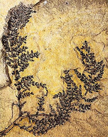 Katteseemnetaimede teke