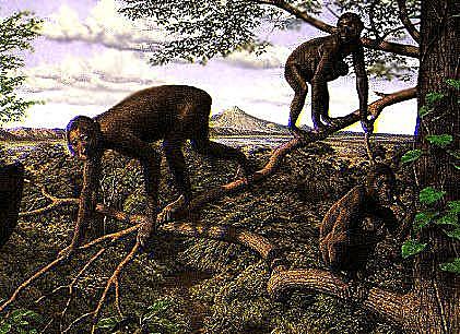 Esimeste primaatide teke