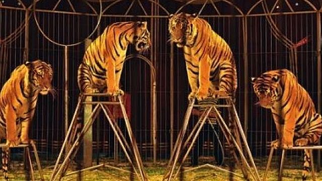 Prohibición de uso de animales