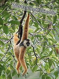 Esimeste primaatide teke