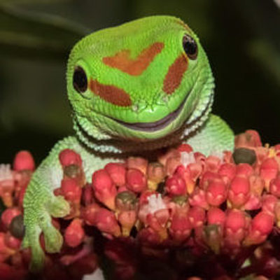 Timeline: Revolutionary War