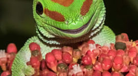 Timeline: Revolutionary War