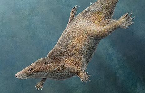 Esimeste imetajate ilmumine