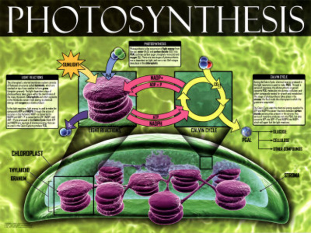 (3 billion years ago) Life and Photosynthesis