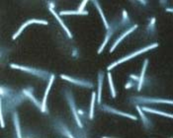 (4 BYA)- Cell Life is Just the Beginning