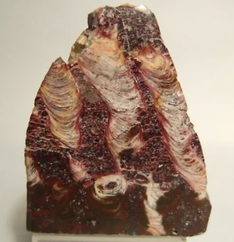 (3.5)BYA Stromatolite Fossils