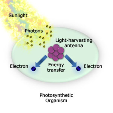 (3BYA) Photosynthetic