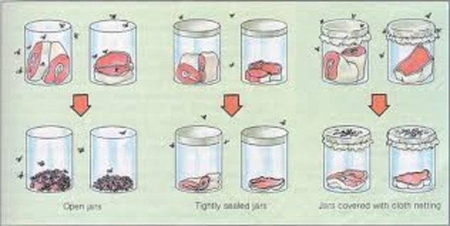 (1600-1700), Flies help understand