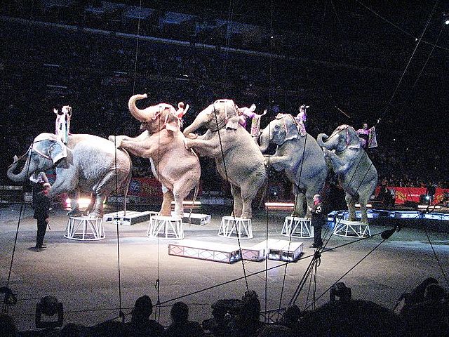 Ringling Bros. and Barnum & Bailey Circus