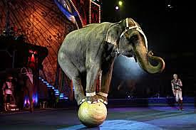 Prohibicion de animales en el circo