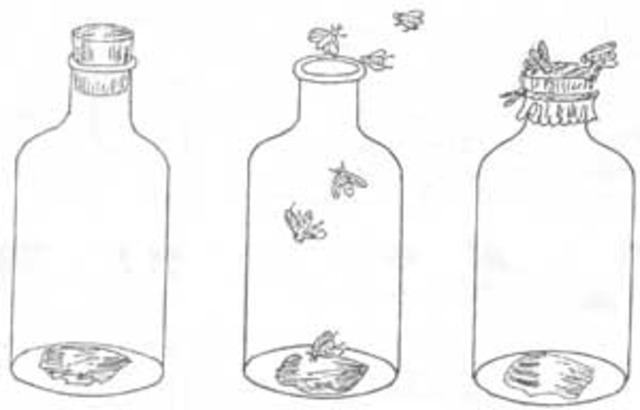 (1600-1700) Meat and Flies