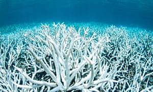 Effects of Ocean Acidification