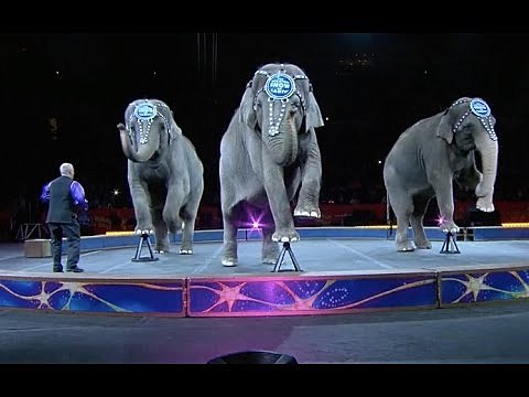 Se prohíbe el uso de algunos animales en los circos