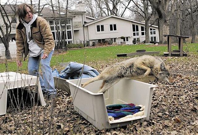Coyotes in the City